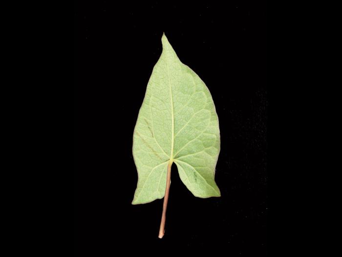 Liseron haies (Calystegia sepium)_13