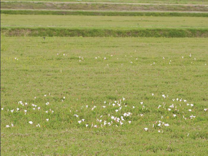 Liseron haies (Calystegia sepium)_16