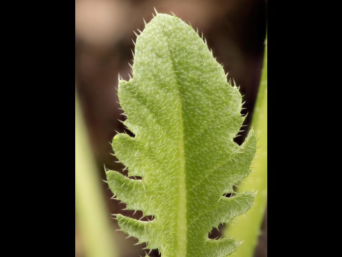 Bourse pasteur(Capsella bursa-pastoris)_16