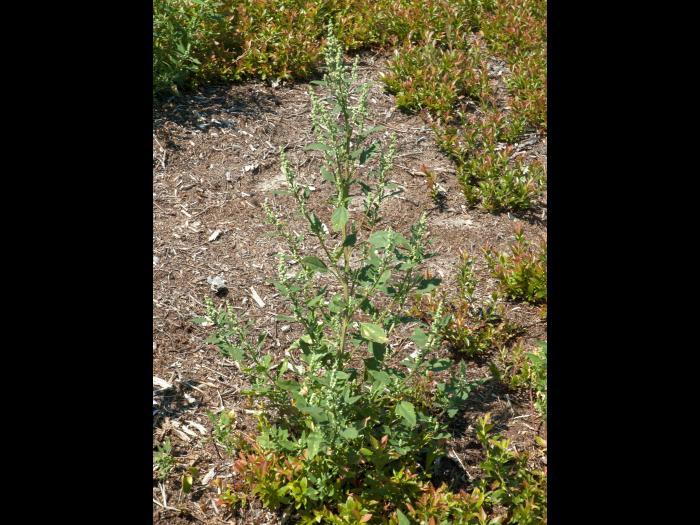 Chénopode blanc(Chenopodium album)_14