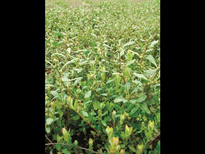 Chénopode glauque(Oxybasis glauca)_11