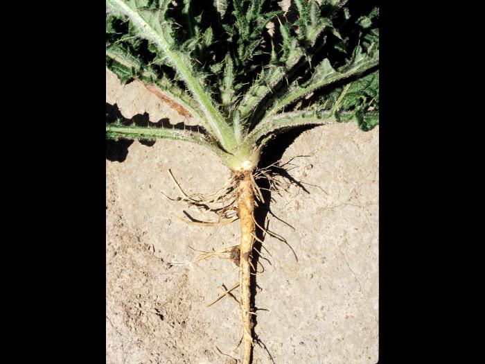 Chardon vulgaire(Cirsium vulgare)_5