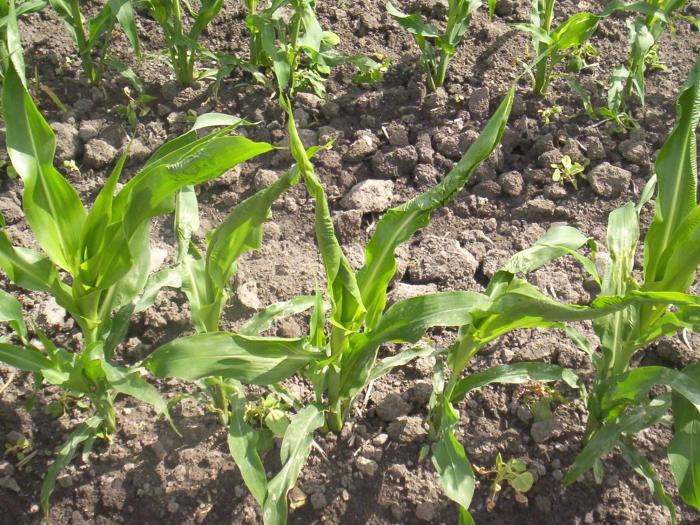 Maïs grain et fourrager - dicamba (4)_9