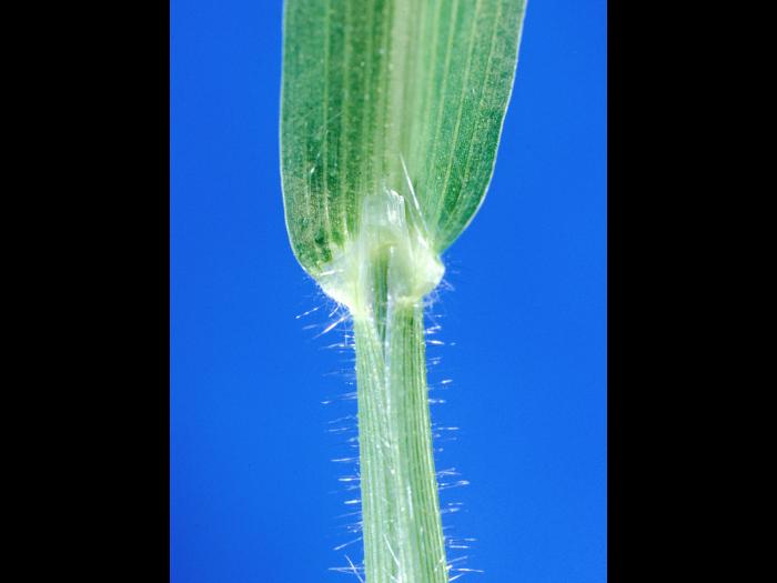 Digitaire sanguine(Digitaria sanguinalis)_5