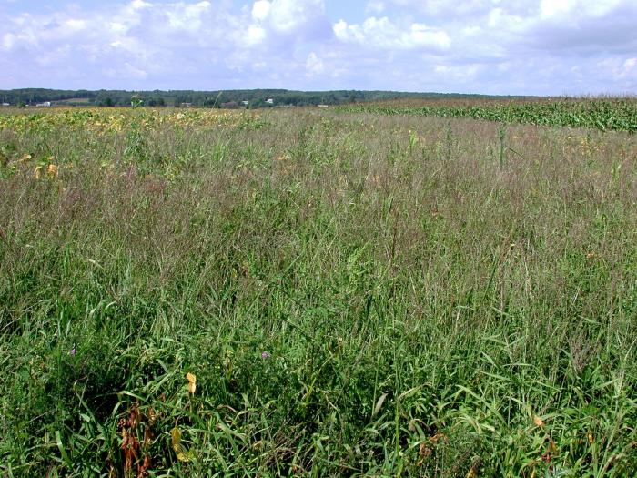 Digitaire sanguine(Digitaria sanguinalis)_10