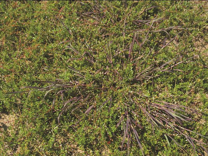 Digitaire sanguine(Digitaria sanguinalis)_14