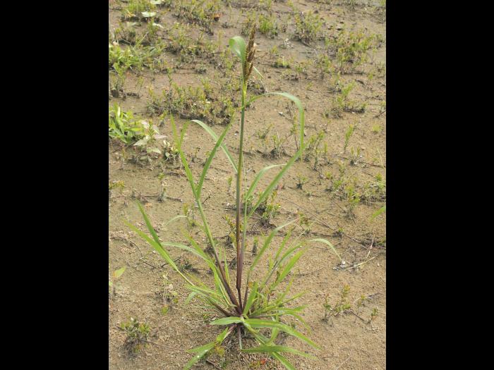 Pied-de-coq(Echinochloa crus-galli)_10
