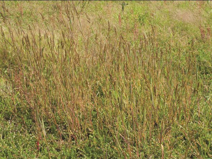 Pied-de-coq(Echinochloa crus-galli)_14