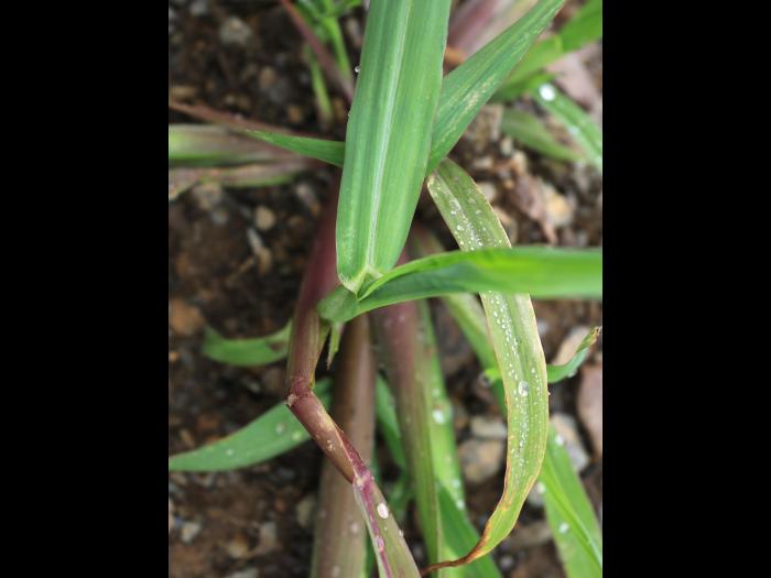 Pied-de-coq(Echinochloa crus-galli)_23