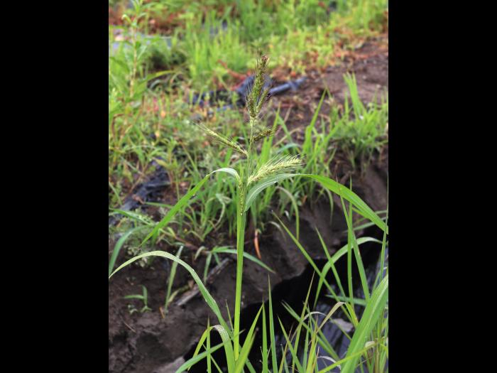 Pied-de-coq(Echinochloa crus-galli)_27