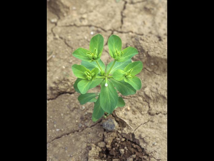 IEuphorbe réveille-matin (Euphorbia helioscopia)_10