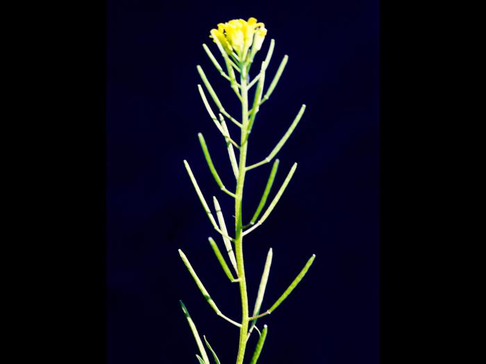 Vélar fausse-giroflée(Erysimum cheiranthoides)_5