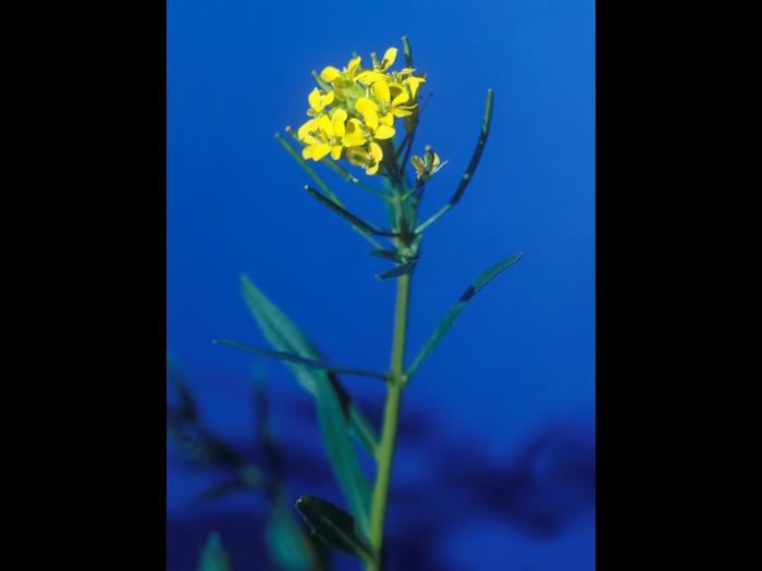 Vélar fausse-giroflée(Erysimum cheiranthoides)_9