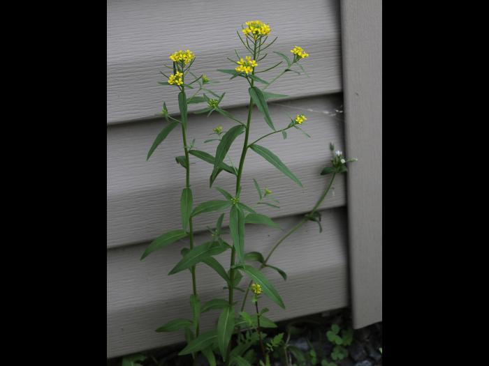 Vélar fausse-giroflée(Erysimum cheiranthoides)_17