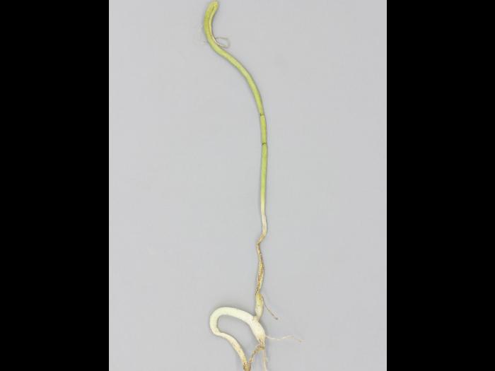 Oignon sec - diméthénamide-P (15)_5