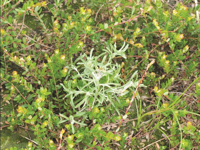 Gnaphale des vases (Gnaphalium uliginosum)_8