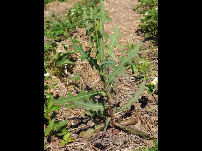Laitue scariole (Lactuca serriola)_8