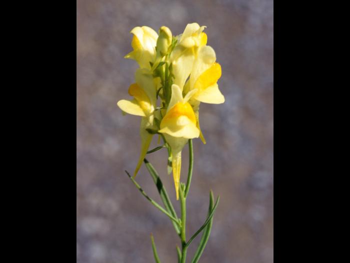 Linaire vulgaire (Linaria vulgaris)_4