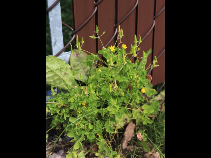 Oxalide Europe (Oxalis stricta)_23