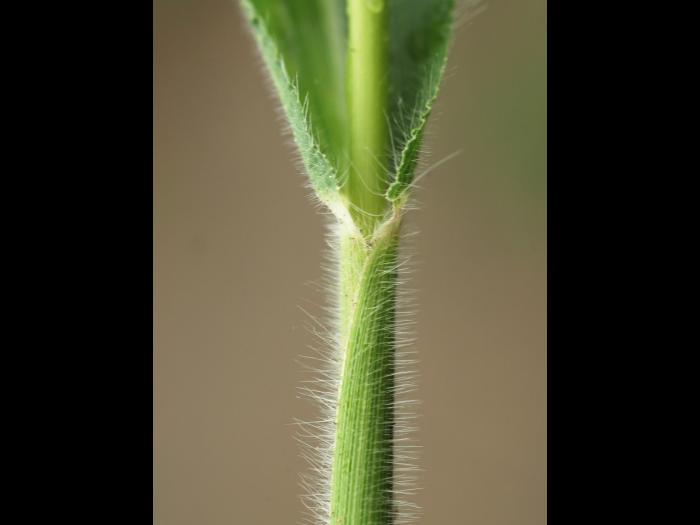 Panic capillaire (Panicum capillare)_9