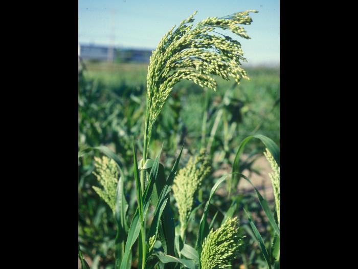 Panic millet (Panicum miliaceum)_7