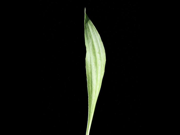 Plantain lancéolé (Plantago lanceolata)_4