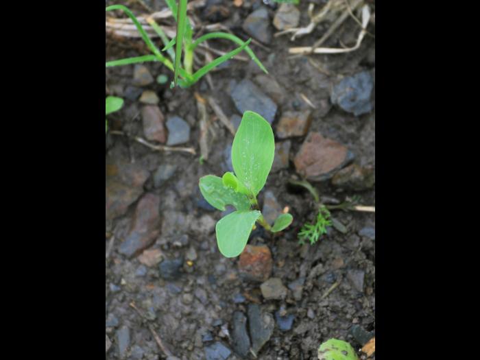 Renouée coriace (Polygonum achoreum)_16