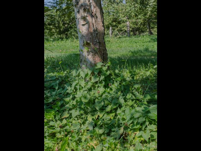 Renouée liseron (Fallopia convolvulus)_6