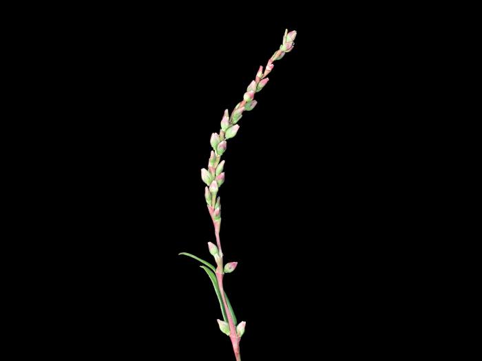 Renouée poivre eau (Persicaria hydropiper)_4