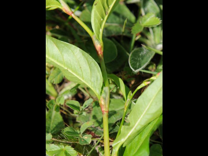 Renouée poivre eau (Persicaria hydropiper)_18