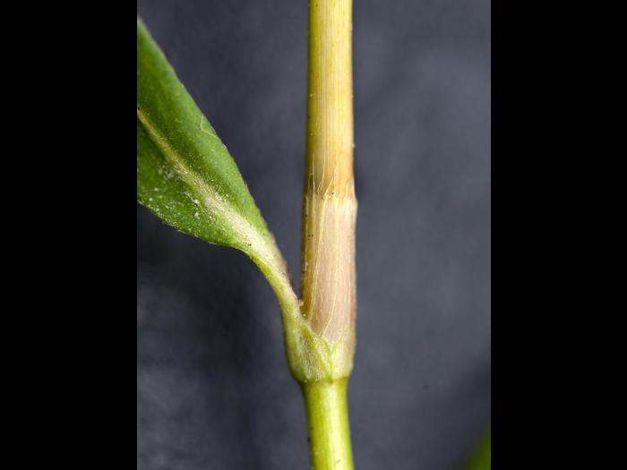 Renouée persicaire (Persicaria maculosa)_8