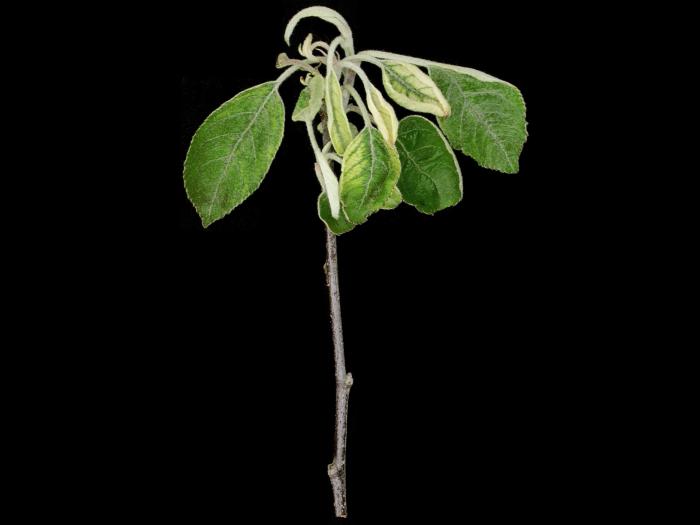 Pomme - glyphosate (9)_5