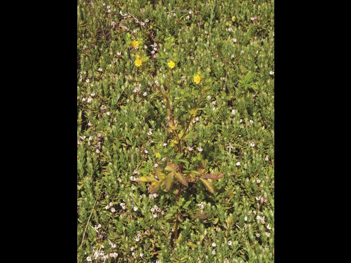 Potentille Norvège (Potentilla norvegica)_11