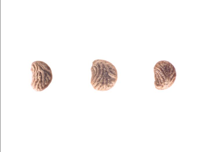 Potentille Norvège (Potentilla norvegica)_24