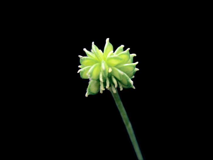 Renoncule rampante (Ranunculus repens)_5