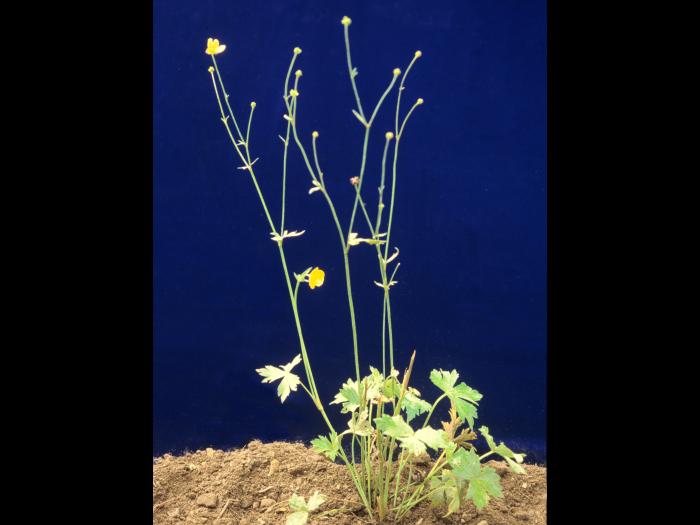 Renoncule âcre (Ranunculus acris)_2