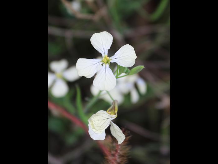 Radis sauvage (Raphanus raphanistrum)_18