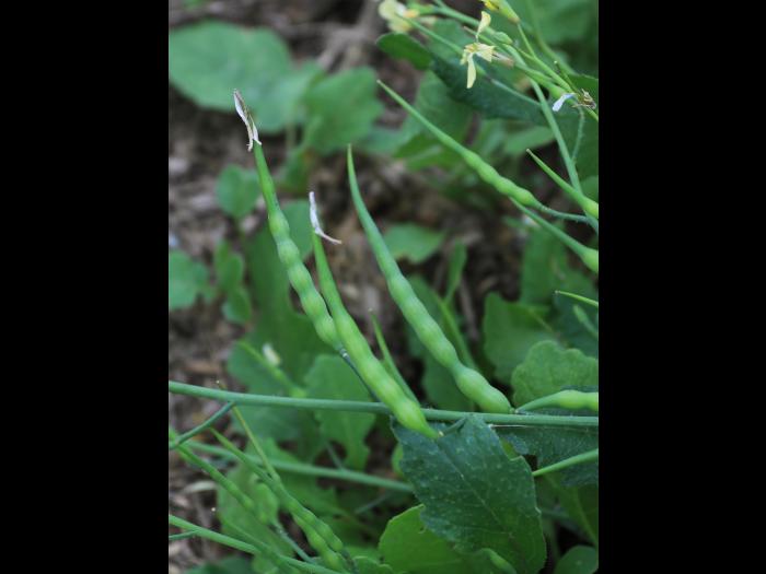 Radis sauvage (Raphanus raphanistrum)_19