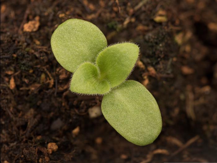 Lychnide blanche (Silene latifolia)_23