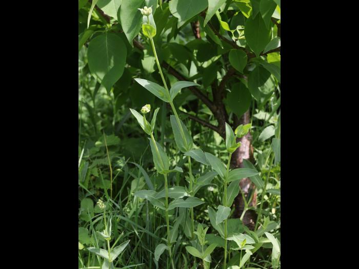 Silene enflé (Silene vulgaris)_17