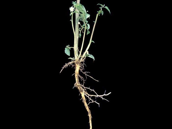 Morelle noire Est (Solanum ptychanthum)_12