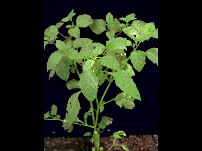 Morelle noire Est (Solanum ptychanthum)_1