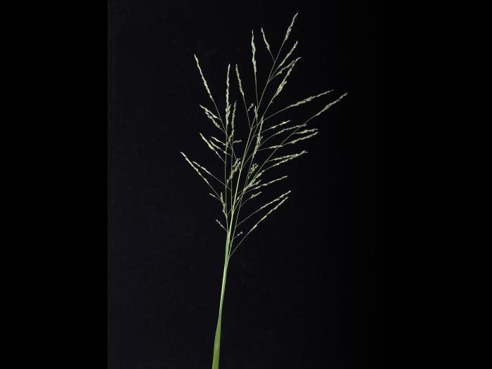 Panic automne (Panicum dichotomiflorum)_14