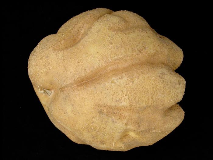 Pomme de terre - thifensulfuron-méthyle (2)_5