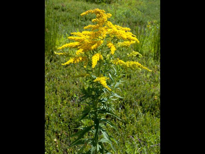 Verge d'or du Canada(Solidago canadensis)_5