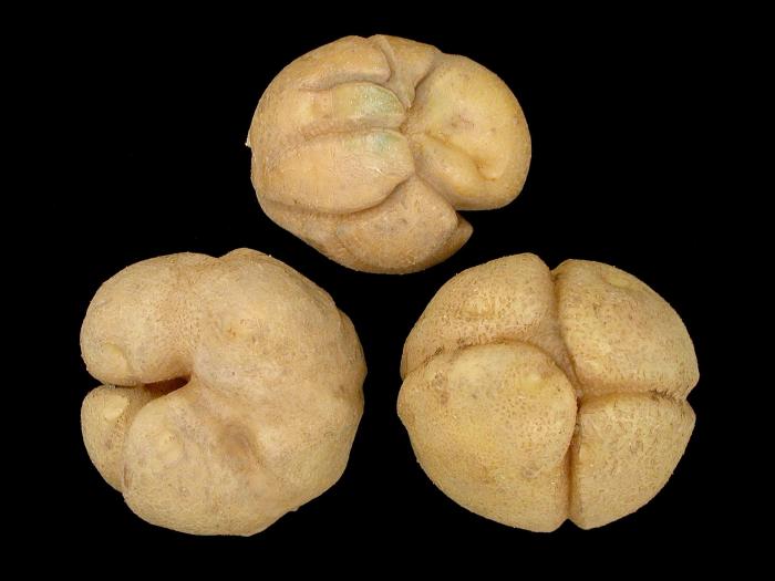 Pomme de terre - thifensulfuron-méthyle (2)_6