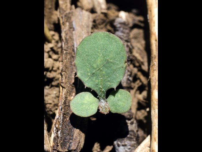 Laiteron rude (Sonchus asper)_1