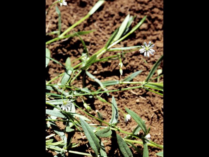 Stellaire à feuilles de graminée(Stellaria graminea)_4