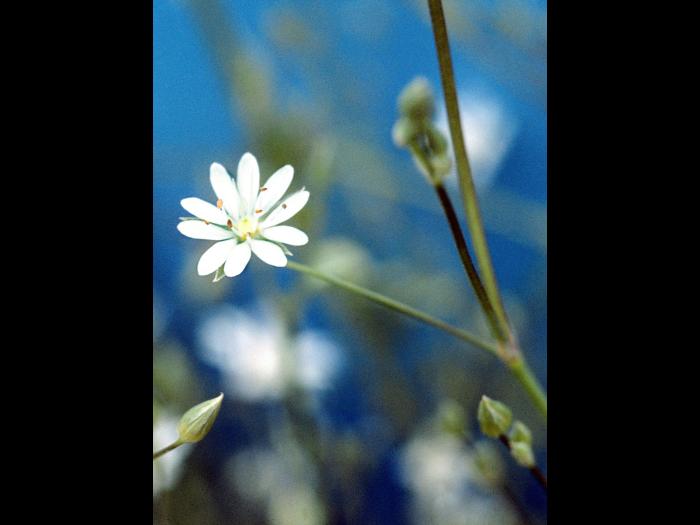 Stellaire à feuilles de graminée(Stellaria graminea)_7