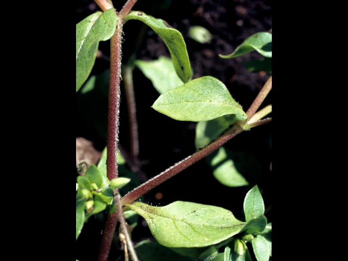 Stellaire moyenne(Stellaria media)_3